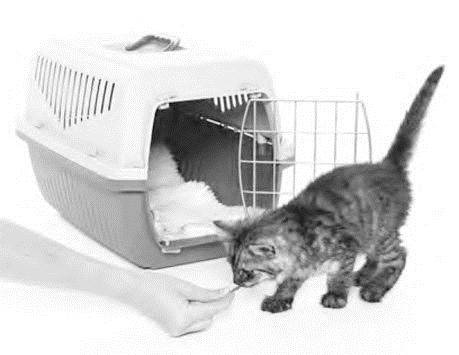 Иллюстрация к книге — Как воспитать вашу кошку [_47.jpg]