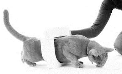 Иллюстрация к книге — Как воспитать вашу кошку [_50.jpg]