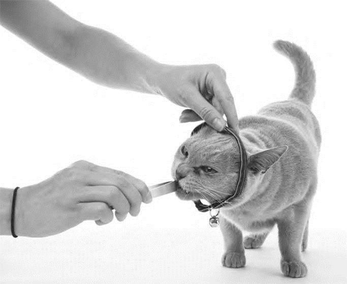 Иллюстрация к книге — Как воспитать вашу кошку [_54.jpg]