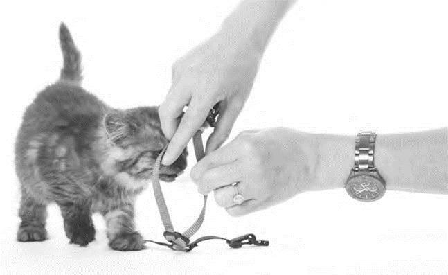 Иллюстрация к книге — Как воспитать вашу кошку [_55.jpg]