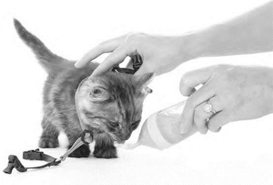 Иллюстрация к книге — Как воспитать вашу кошку [_56.jpg]