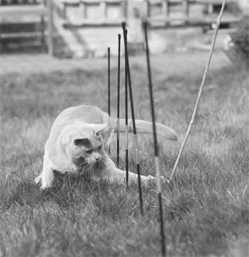 Иллюстрация к книге — Как воспитать вашу кошку [_58.jpg]