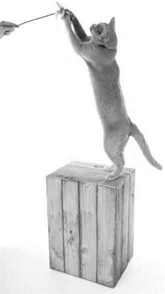 Иллюстрация к книге — Как воспитать вашу кошку [_59.jpg]