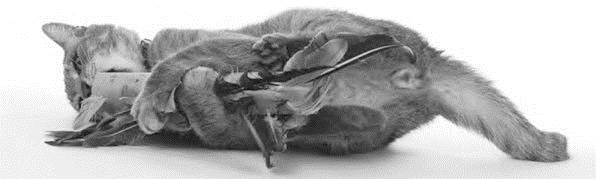 Иллюстрация к книге — Как воспитать вашу кошку [_61.jpg]