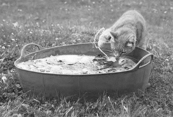 Иллюстрация к книге — Как воспитать вашу кошку [_62.jpg]