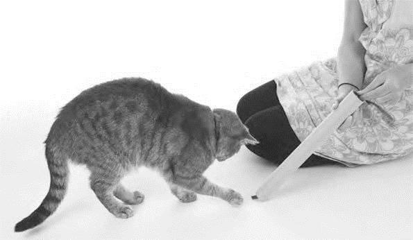 Иллюстрация к книге — Как воспитать вашу кошку [_64.jpg]