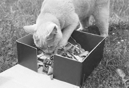 Иллюстрация к книге — Как воспитать вашу кошку [_65.jpg]