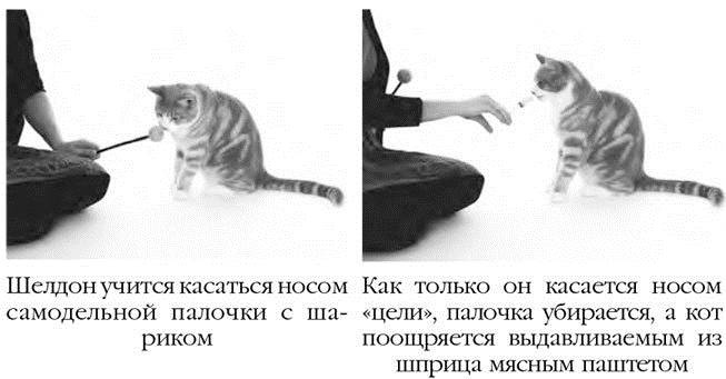 Иллюстрация к книге — Как воспитать вашу кошку [_8.jpg]