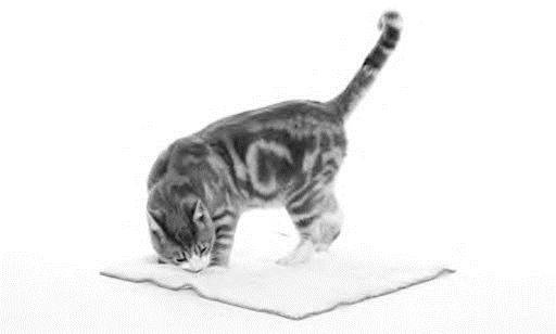 Иллюстрация к книге — Как воспитать вашу кошку [_9.jpg]