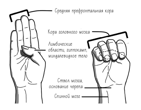 Иллюстрация к книге — Вне зоны доступа. Как не потерять контакт с ребенком в переходном возрасте [i_008.jpg]