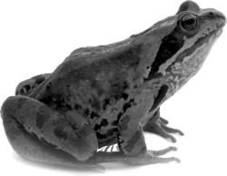 Иллюстрация к книге — Кто вам сказал, что вы живы? Психофилософский роман [i_001.jpg]