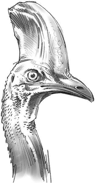 Иллюстрация к книге — Секрет рапторов [_032.jpg]