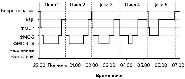Иллюстрация к книге — Зачем мы спим. Новая наука о сне и сновидениях [img_7.jpg]