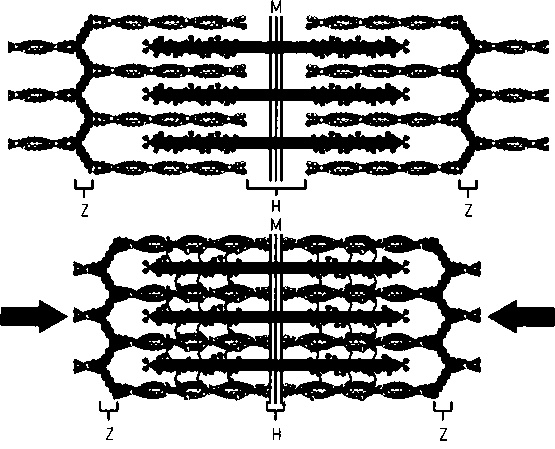 Иллюстрация к книге — Осторожно, спорт! О вреде бега, фитнеса и других физических нагрузок [img_6.jpg]
