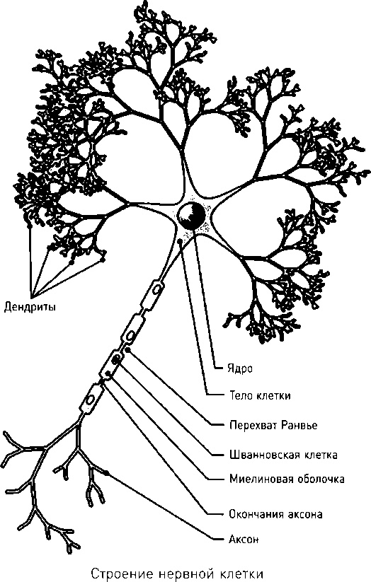Иллюстрация к книге — Осторожно, спорт! О вреде бега, фитнеса и других физических нагрузок [img_8.jpg]