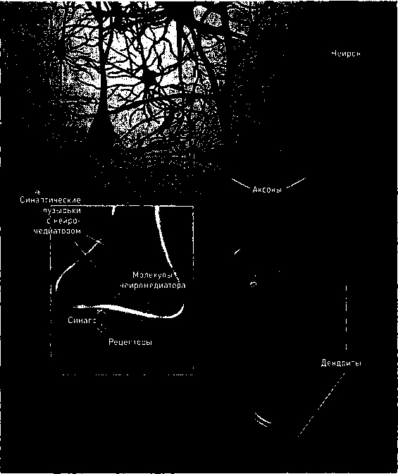Иллюстрация к книге — Осторожно, спорт! О вреде бега, фитнеса и других физических нагрузок [img_9.jpg]