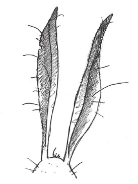 Иллюстрация к книге — Отец Рождество и Я [i_063.jpg]