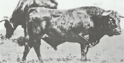 Иллюстрация к книге — Смерть после полудня [i_001.jpg]