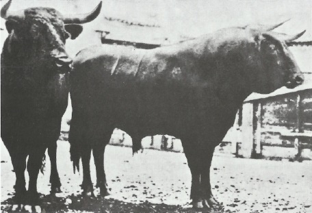 Иллюстрация к книге — Смерть после полудня [i_003.jpg]