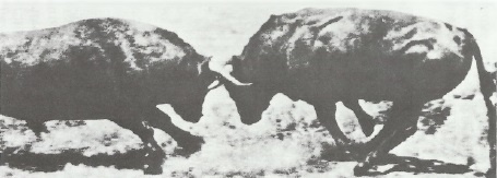 Иллюстрация к книге — Смерть после полудня [i_016.jpg]