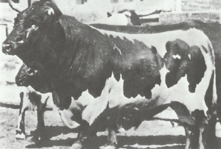 Иллюстрация к книге — Смерть после полудня [i_055.jpg]