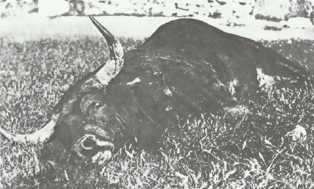 Иллюстрация к книге — Смерть после полудня [i_073.jpg]