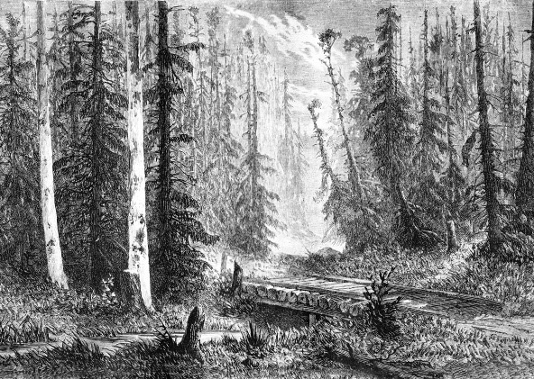 Иллюстрация к книге — Цареубийца. Подлинные мемуары графа Орлова [i_009.jpg]