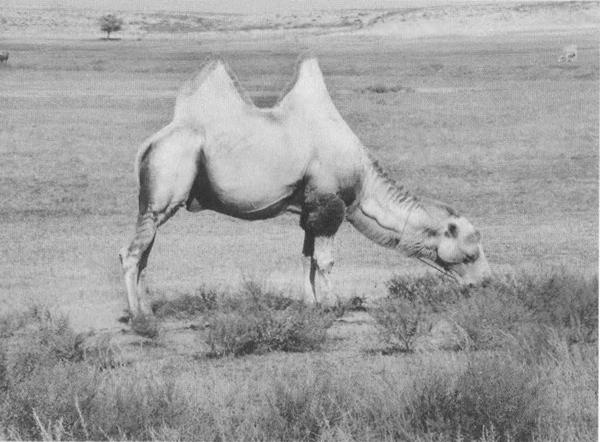 Иллюстрация к книге — Дмитрий Донской [i_028.jpg]