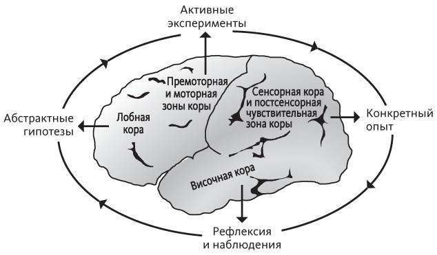 Иллюстрация к книге — Век живи - век учись. Найдите стиль обучения, подходящий именно вам [i_002.jpg]