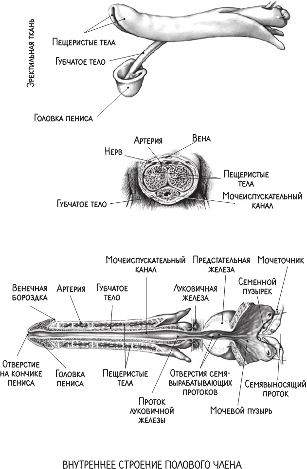 Иллюстрация к книге — Project Woman. Тонкости настройки женского организма. Узнай, как работает твое тело [i_010.jpg]