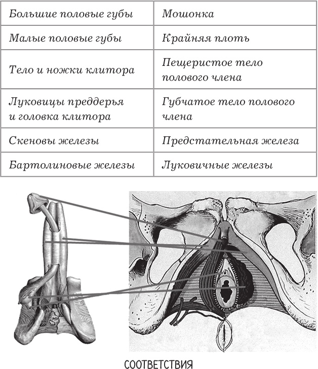 Иллюстрация к книге — Project Woman. Тонкости настройки женского организма. Узнай, как работает твое тело [i_014.jpg]