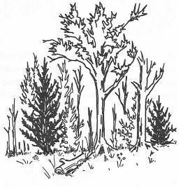 Иллюстрация к книге — Руководство по выживанию среди зомби: всё о защите от живых мертвецов [_078.jpg]