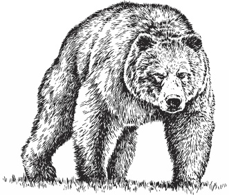 Иллюстрация к книге — Волк по имени Ромео. Как дикий зверь покорил сердца целого города [i_005.jpg]