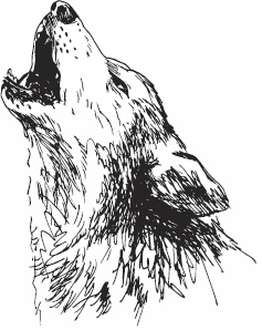 Иллюстрация к книге — Волк по имени Ромео. Как дикий зверь покорил сердца целого города [i_006.jpg]