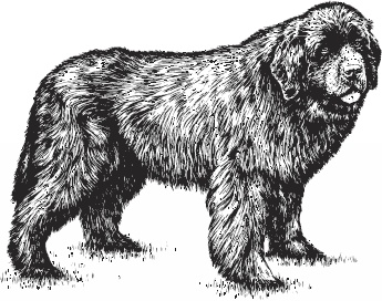 Иллюстрация к книге — Волк по имени Ромео. Как дикий зверь покорил сердца целого города [i_010.jpg]