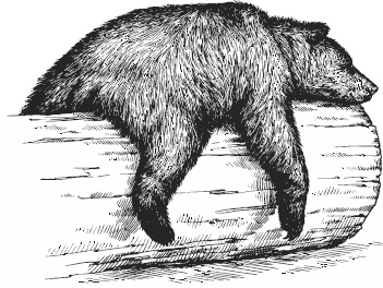 Иллюстрация к книге — Волк по имени Ромео. Как дикий зверь покорил сердца целого города [i_016.jpg]