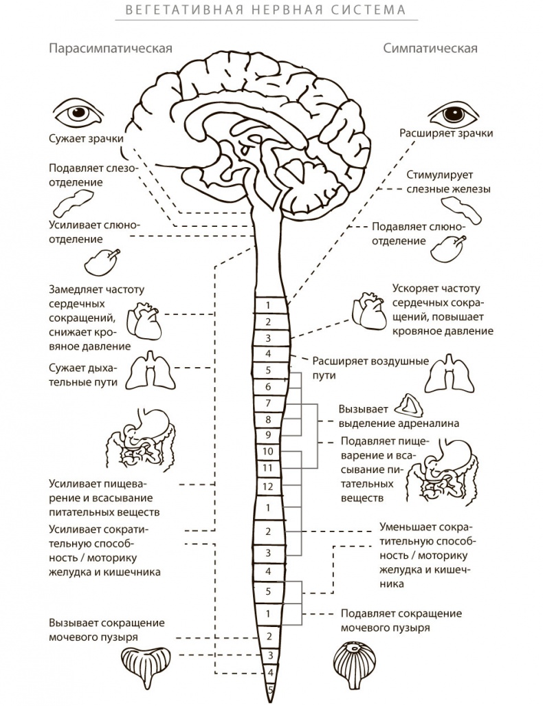 Иллюстрация к книге — Программа восстановления иммунной системы. Практический курс лечения аутоиммунных заболеваний в четыре этапа [i_009.jpg]