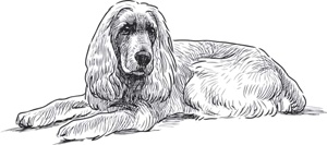 Иллюстрация к книге — Бесценный дар собаки. История лабрадора Дейзи, собаки-детектора, которая спасла мне жизнь [i_006.jpg]