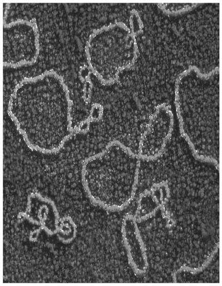 Иллюстрация к книге — Укрощение бесконечности. История математики от первых чисел до теории хаоса [i_194.jpg]