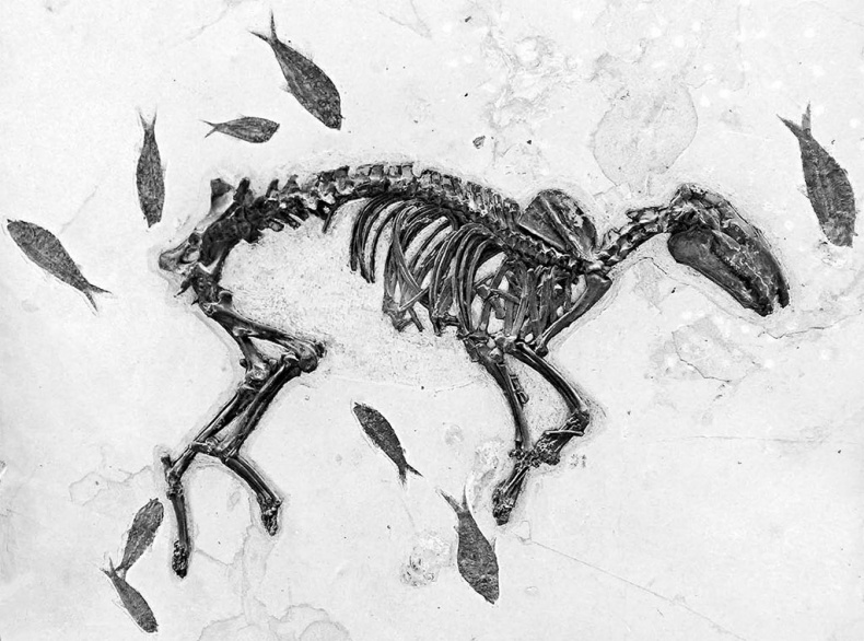 Иллюстрация к книге — Лошадь. Биография нашего благородного спутника [i_003.jpg]