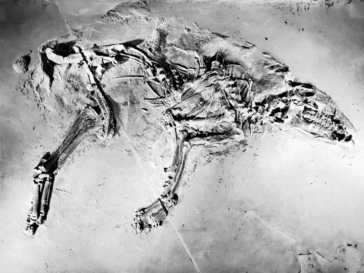 Иллюстрация к книге — Лошадь. Биография нашего благородного спутника [i_005.jpg]