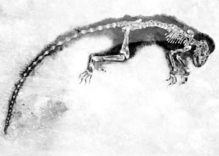 Иллюстрация к книге — Лошадь. Биография нашего благородного спутника [i_006.jpg]