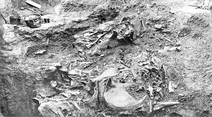 Иллюстрация к книге — Лошадь. Биография нашего благородного спутника [i_010.jpg]