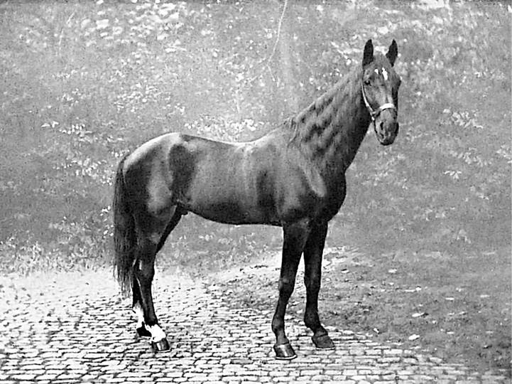 Иллюстрация к книге — Лошадь. Биография нашего благородного спутника [i_013.jpg]