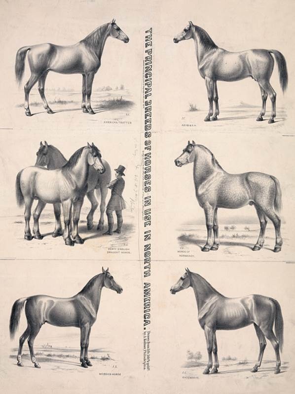 Иллюстрация к книге — Лошадь. Биография нашего благородного спутника [i_016.jpg]