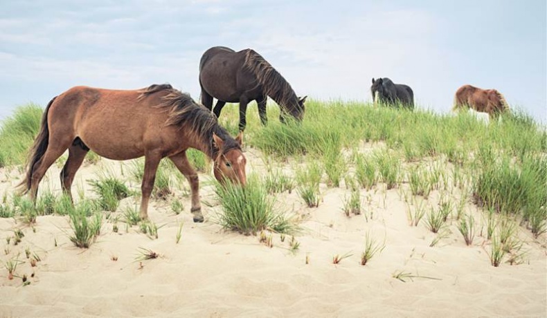 Иллюстрация к книге — Лошадь. Биография нашего благородного спутника [i_019.jpg]