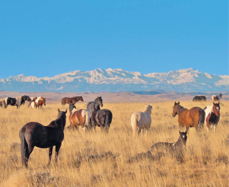 Иллюстрация к книге — Лошадь. Биография нашего благородного спутника [i_022.jpg]