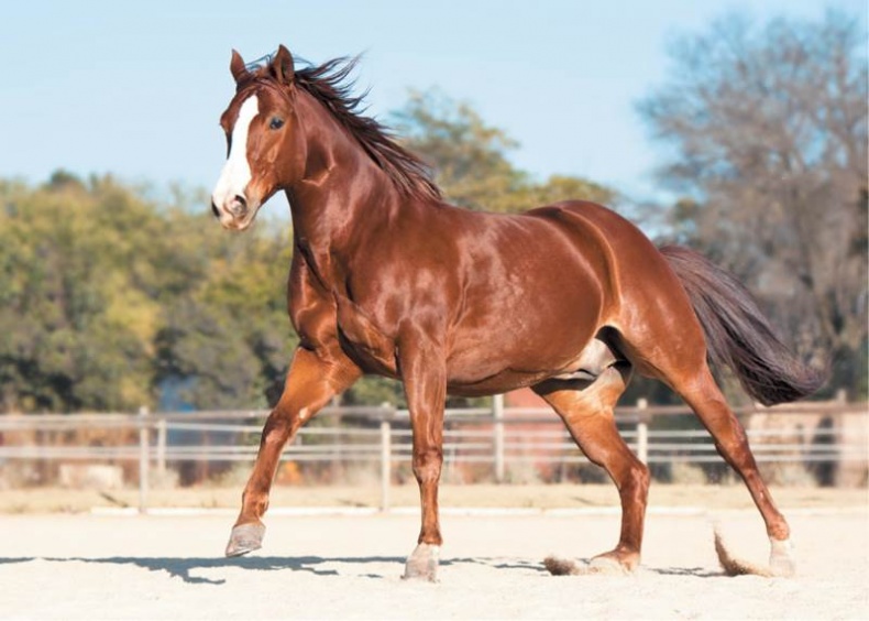 Иллюстрация к книге — Лошадь. Биография нашего благородного спутника [i_024.jpg]