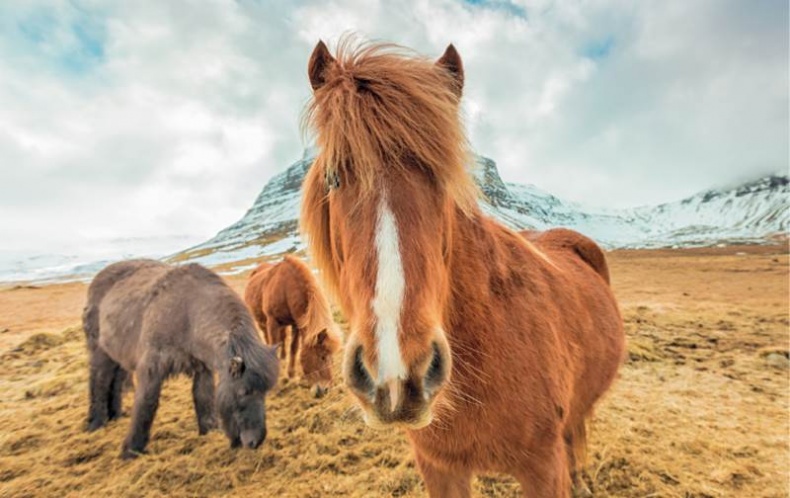 Иллюстрация к книге — Лошадь. Биография нашего благородного спутника [i_026.jpg]