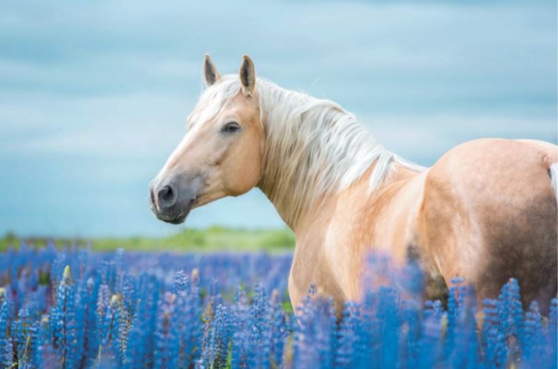 Иллюстрация к книге — Лошадь. Биография нашего благородного спутника [i_027.jpg]
